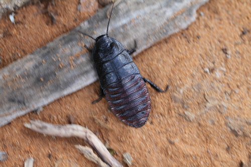 Tiger Hisser
