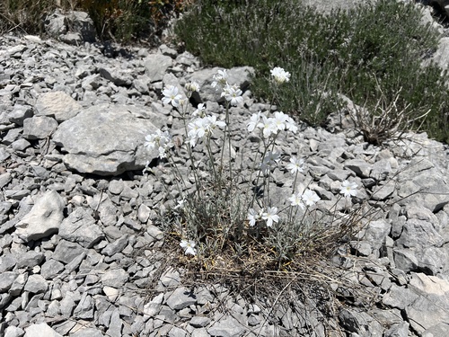 Cerastium grandiflorum, photograph 4