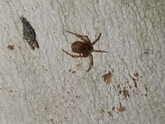 Cryptachaea veruculata