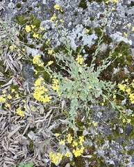 Aurinia saxatilis