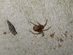 Cryptachaea veruculata