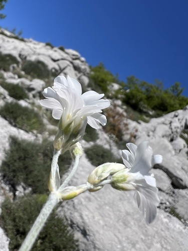 Cerastium grandiflorum, photograph 5