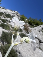 Cerastium grandiflorum, photograph Mirko Ubović, CC0, iNaturalist via GBIF