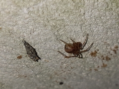 Cryptachaea veruculata