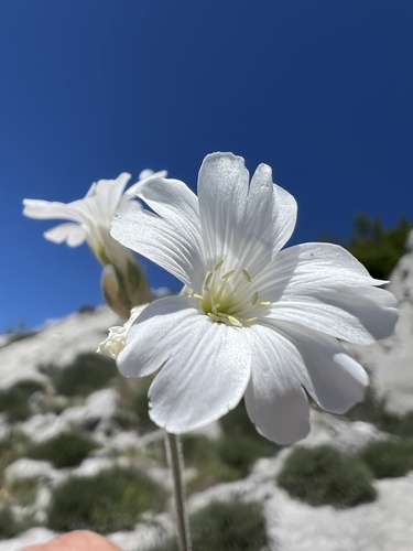 Cerastium grandiflorum, photograph 2