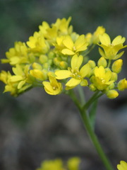 Aurinia saxatilis