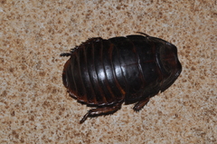 Leozehntnera maxima