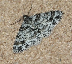 Myrioblephara desumpta