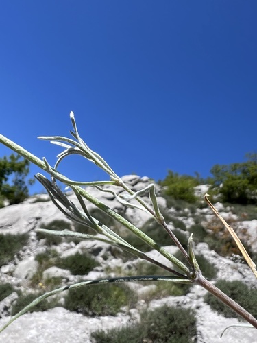 Cerastium grandiflorum, photograph 6