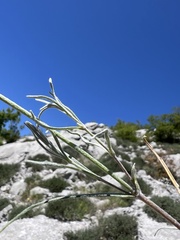 Cerastium grandiflorum, photograph Mirko Ubović, CC0, iNaturalist via GBIF