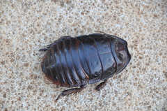 Leozehntnera maxima