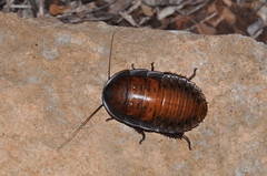 Leozehntnera maxima