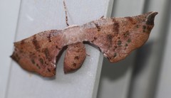 Parepisparis multicolora