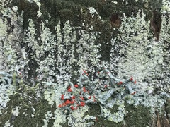 Cladonia ravenelii