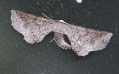 Parepisparis multicolora