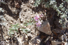 Phlox stansburyi