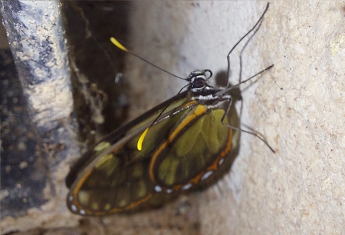 Pteronymia ozia tanampaya