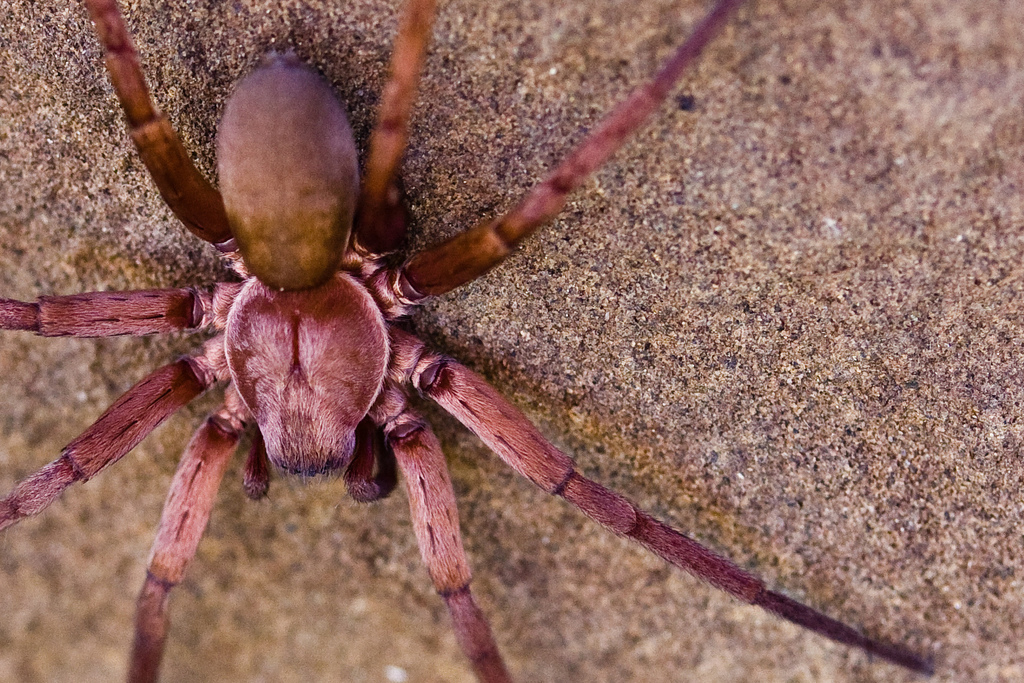 Rocky Canyon Spiders From Carquinez Strait Regional Shoreline On 