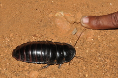 Leozehntnera maxima