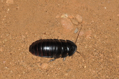 Leozehntnera maxima