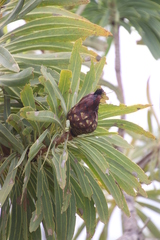 Protea caffra falcata