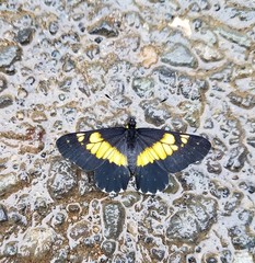 Catasticta teutila