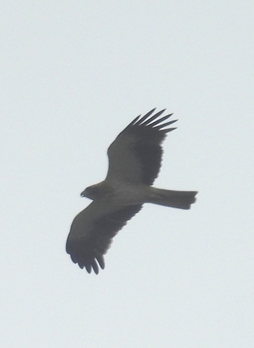 Avistamiento Aguila calzada