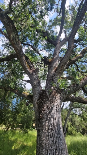 iNaturalist observation photo of Dumosae