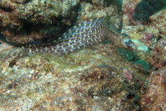 Muraena lentiginosa