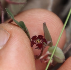 Brachystelma swazicum