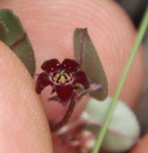 Ceropegia swazica
