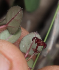 Brachystelma swazicum