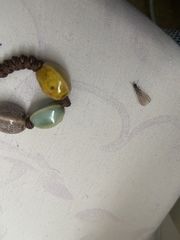 Reticulitermes hesperus