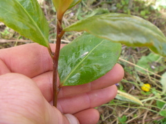 Camellia japonica