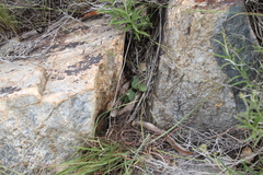 Brachystelma swazicum