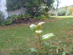 Camellia japonica