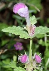 Lamium garganicum