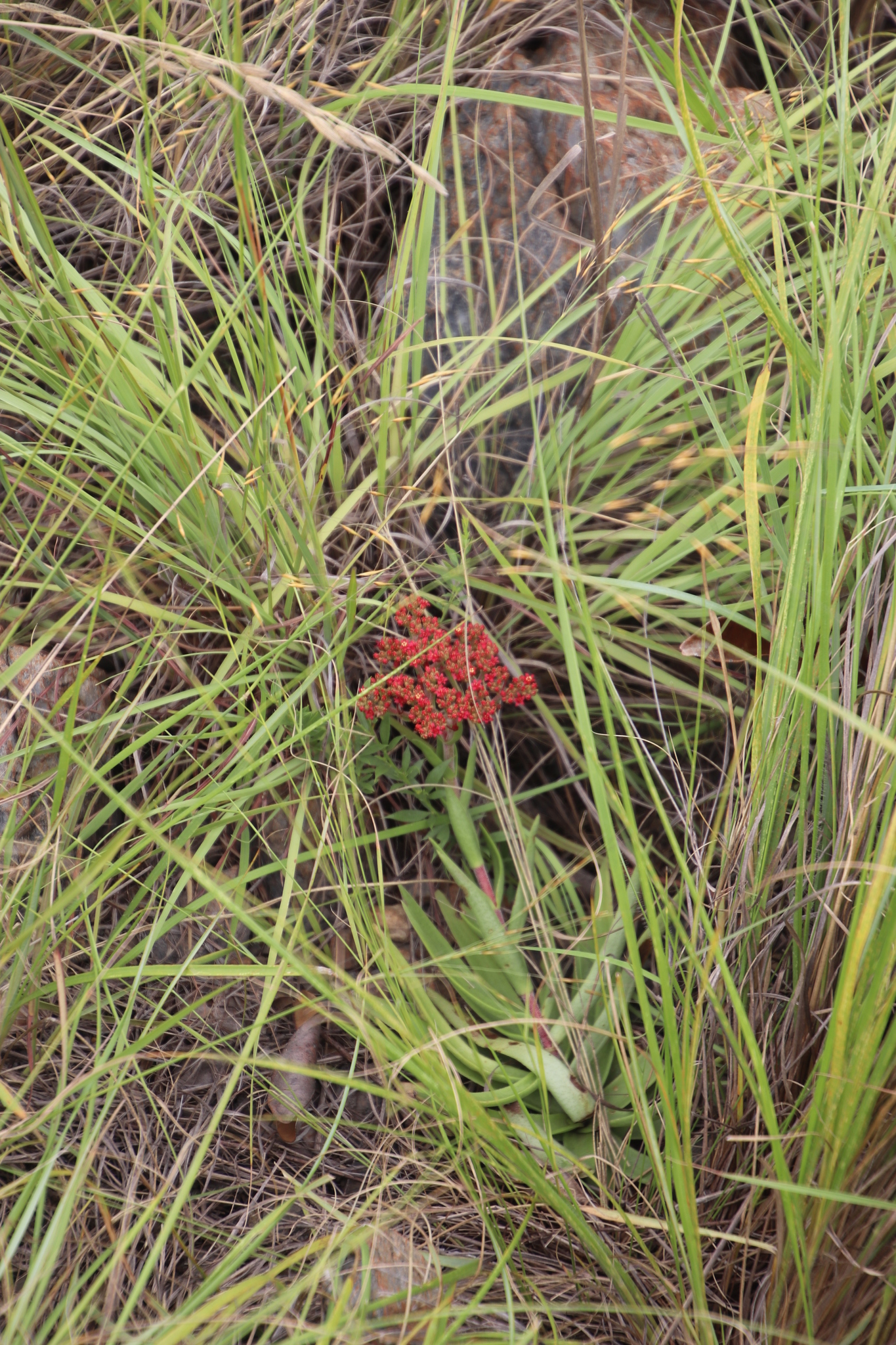 Crassula alba