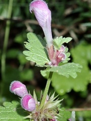 Lamium garganicum