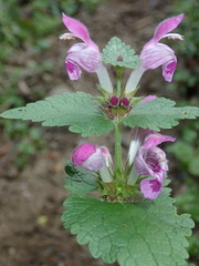 Lamium garganicum