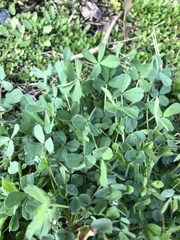 Trifolium incarnatum