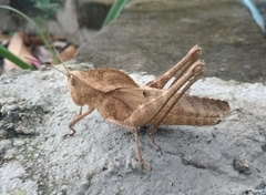 Xyleus discoideus mexicanus