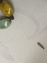 Reticulitermes hesperus