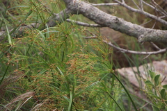 Cyperus leptocladus