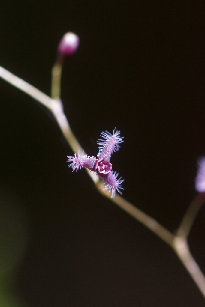 Stelis concinna