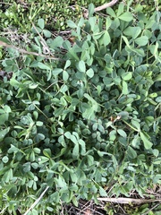 Trifolium incarnatum