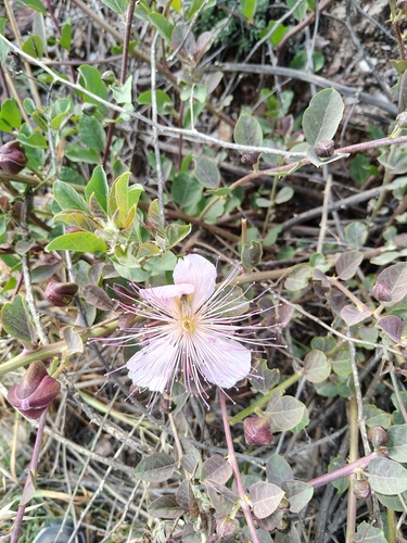 Caper Bush