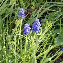 Muscari