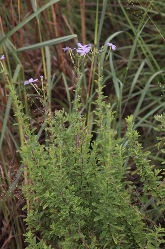 Image of Jamesbrittenia grandiflora by (c) Tony Rebelo, some rights reserved (CC BY-SA)