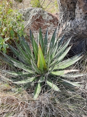 Agave filifera